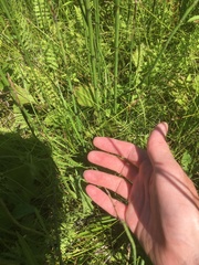 Carex interior