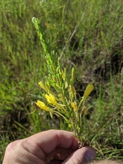 Oenothera clelandii