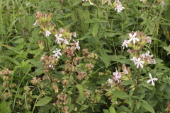 Thecaphora saponariae