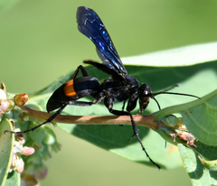 Anoplius semicinctus