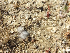 Dasymutilla gloriosa