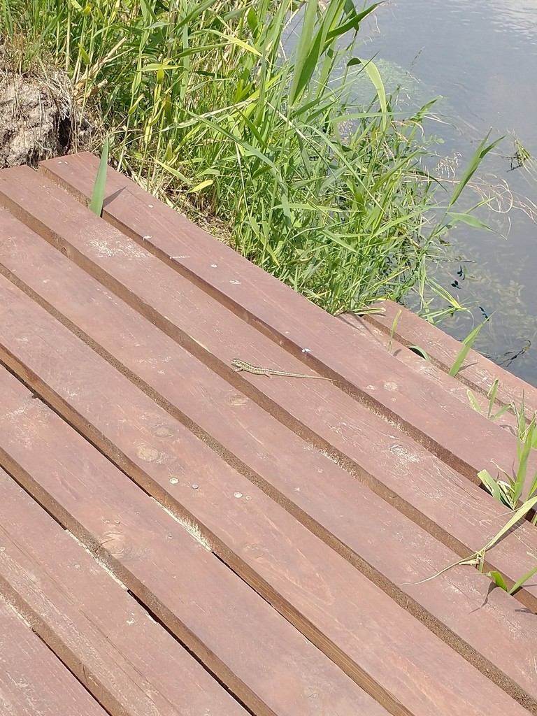 Lacerta agilis from Gmina Słońsk, Polen on 2020년 07월 15일 (수) at 12:28 오후 by Beatriz Herrera · iNaturalist Lacerta agilis