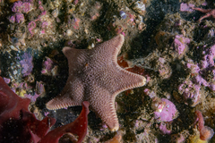 Odontaster penicillatus