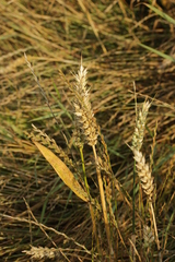 Puccinia triticina