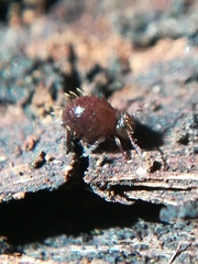 Sminthuridae