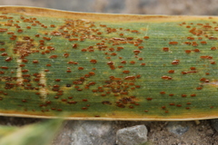 Puccinia triticina