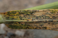 Puccinia triticina