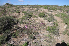 Cephalophyllum rostellum