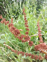Rumex obtusifolius silvestris