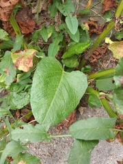 Rumex obtusifolius silvestris