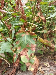 Rumex obtusifolius silvestris