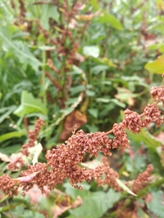 Rumex obtusifolius silvestris