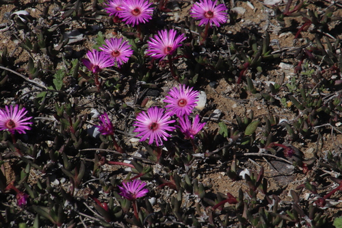 Image of Cephalophyllum rostellum by (c) Tony Rebelo, some rights reserved (CC BY-SA)