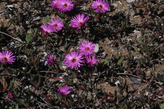 Cephalophyllum rostellum