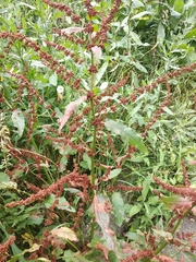 Rumex obtusifolius silvestris