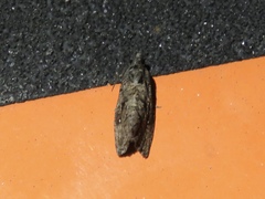 Gymnandrosoma punctidiscanum
