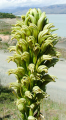 Chloraea cylindrostachya