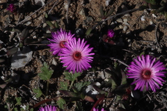Cephalophyllum rostellum