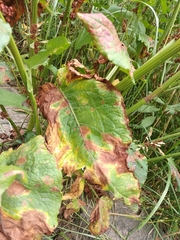 Rumex obtusifolius silvestris