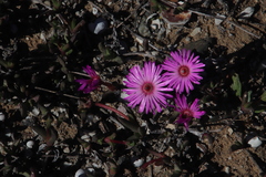 Cephalophyllum rostellum