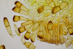Puccinia triticina
