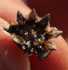 Cephalophyllum rostellum