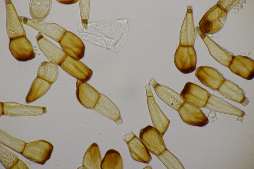 Ferrugem-da-folha (Puccinia triticina)