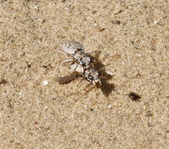 Ellipsoptera lepida