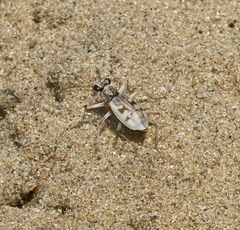 Ellipsoptera lepida