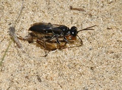 Lyroda