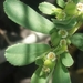 Euphorbia serpillifolia - Photo (c) jfeathersmith, algunos derechos reservados (CC BY-NC), uploaded by jfeathersmith