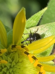 Haplorhynchites aeneus