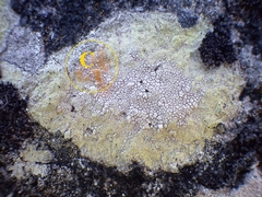 Pertusaria flavicans