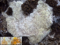 Pertusaria flavicans