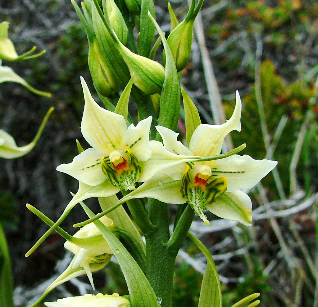Gavilea