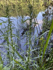 Dulichium arundinaceum