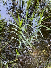 Dulichium arundinaceum