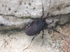 Egaenus convexus