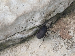 Egaenus convexus