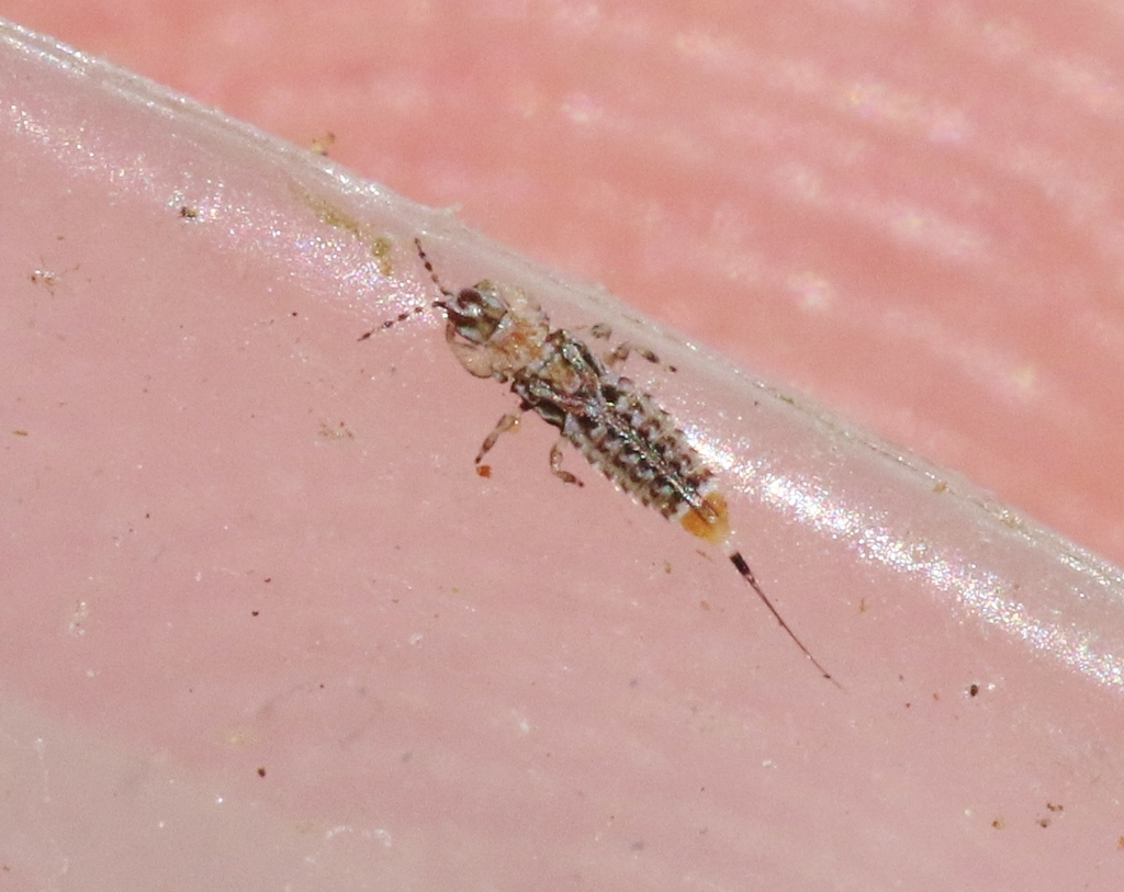 Neurothrips