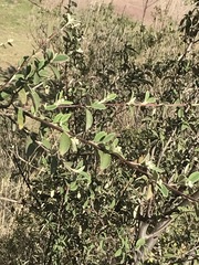 Malacomeles denticulata