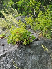 Heuchera alba