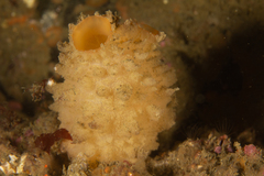 Cnemidocarpa verrucosa