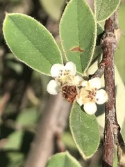 Malacomeles denticulata