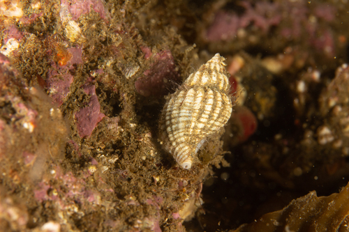 Xymenopsis muriciformis observed 2020-01-27