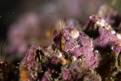 Austromegabalanus psittacus