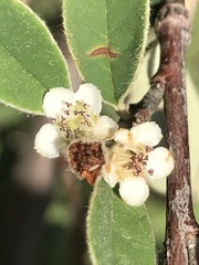Malacomeles denticulata