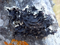 Parmotrema robustum