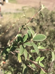 Malacomeles denticulata