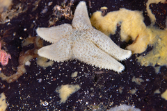 Anasterias antarctica